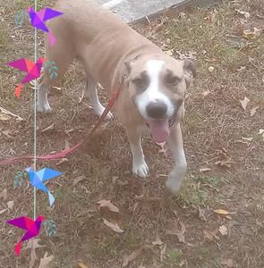 Meet your Posher, Shannon